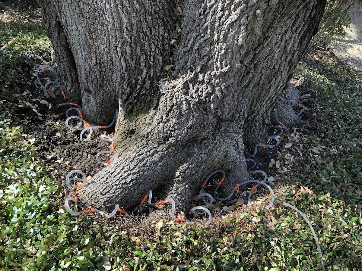 Detailed Tree Cabling and Bracing job site in Twin Falls