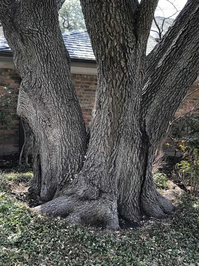 Mature heritage tree close to a Twin Falls property cared for by certified arborists